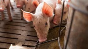 Саратовские студенты разрабатывают специальный корм для свиней